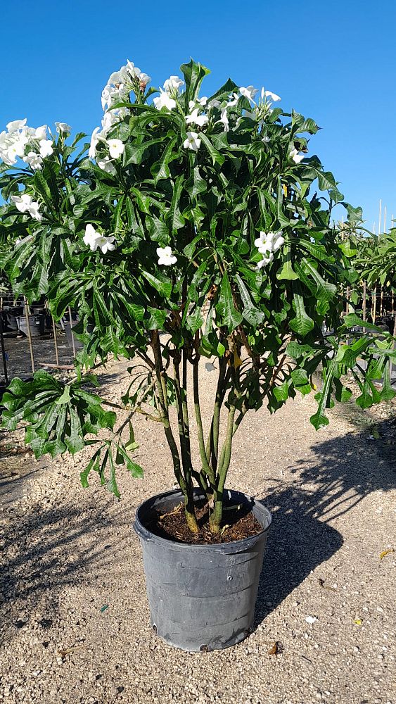 plumeria-pudica-bridal-bouquet-frangipani