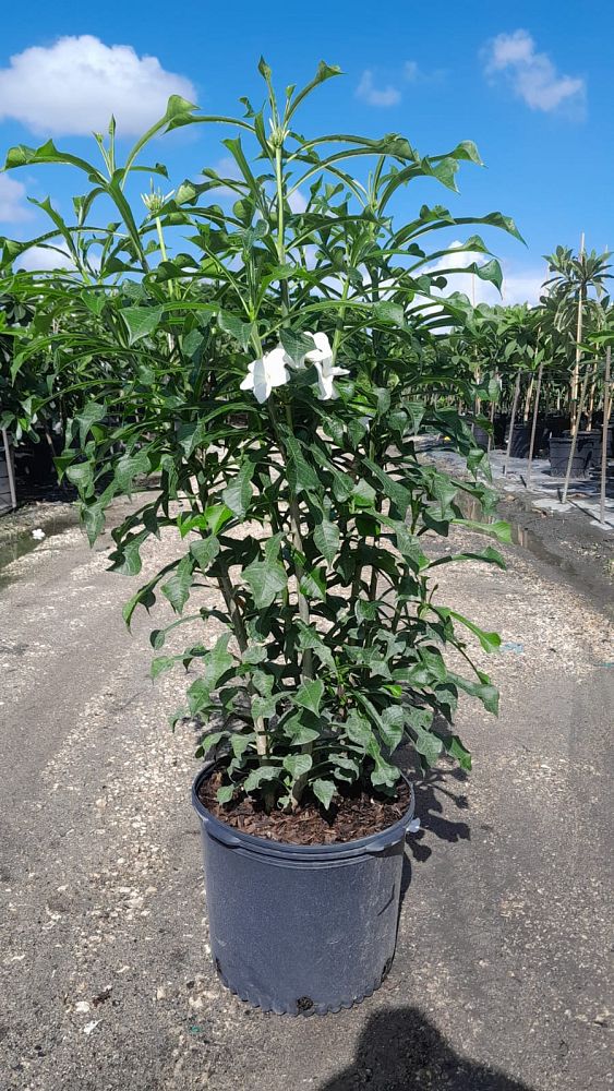 plumeria-pudica-bridal-bouquet-frangipani