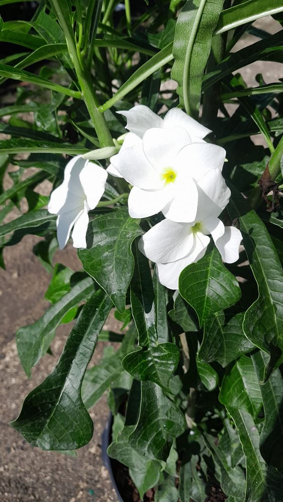 plumeria-pudica-bridal-bouquet-frangipani