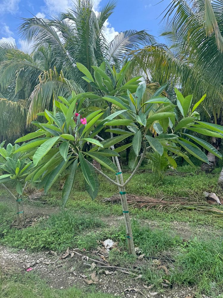 plumeria-rubra-frangipani-plumeria