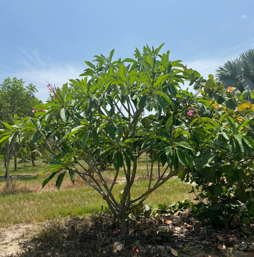 plumeria-rubra-frangipani-plumeria