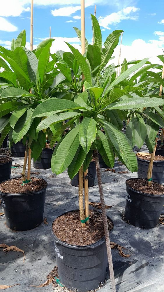 plumeria-spp-frangipani