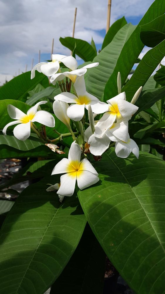 plumeria-spp-frangipani