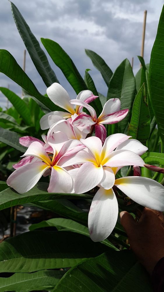 plumeria-spp-frangipani