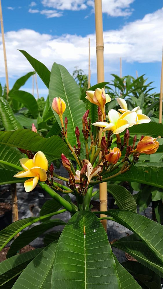 plumeria-spp-frangipani