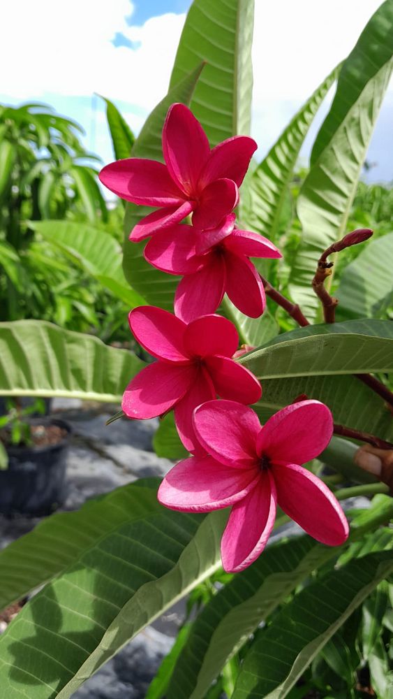 plumeria-spp-frangipani