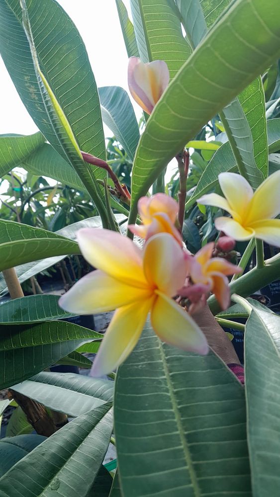 plumeria-spp-frangipani