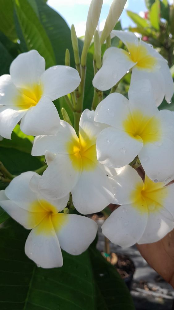 plumeria-spp-frangipani