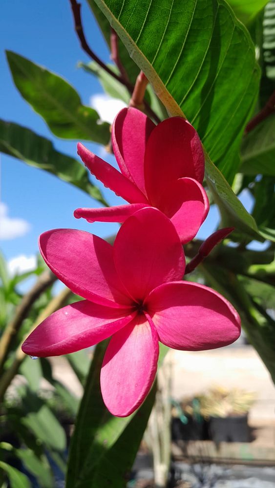 plumeria-spp-frangipani