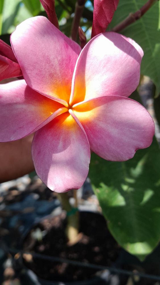 plumeria-spp-frangipani