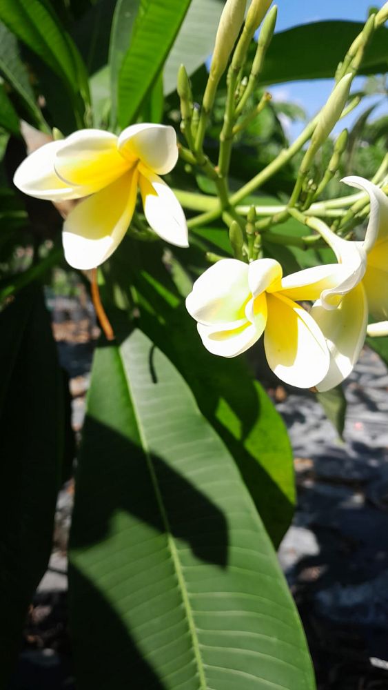 plumeria-spp-frangipani