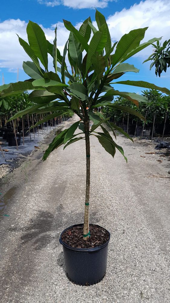 plumeria-spp-frangipani