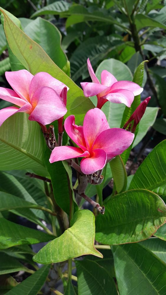 plumeria-spp-frangipani