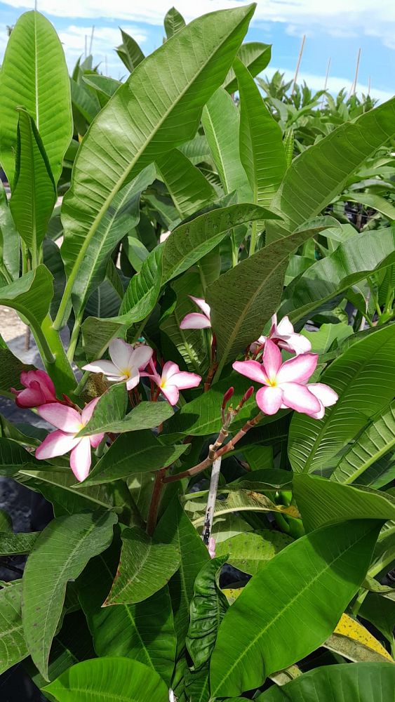 plumeria-spp-frangipani