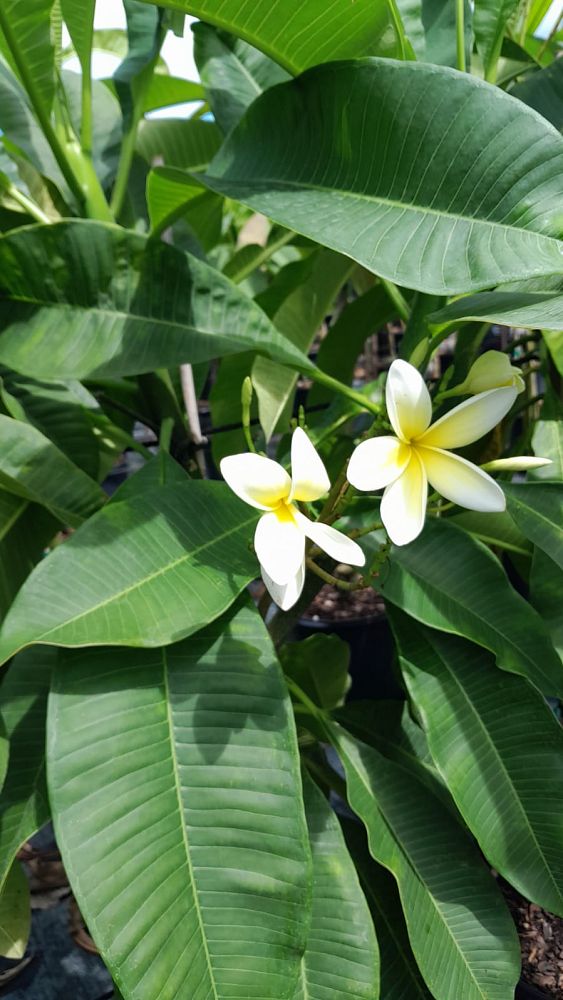 plumeria-spp-frangipani