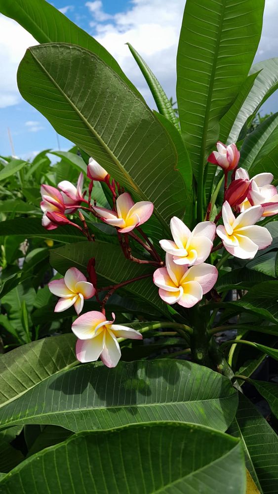 plumeria-spp-frangipani