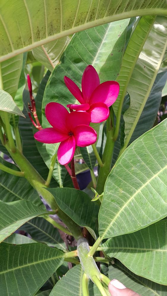 plumeria-spp-frangipani