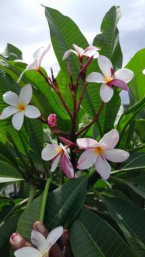 plumeria-spp-frangipani