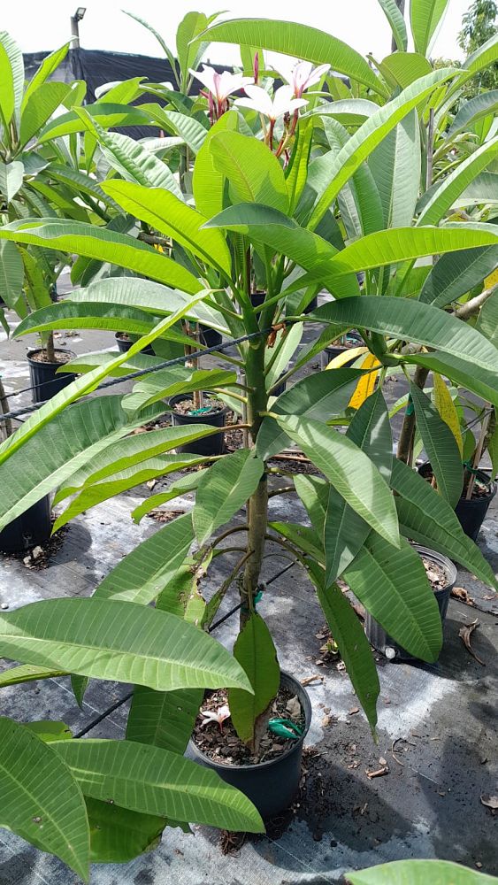 plumeria-spp-frangipani