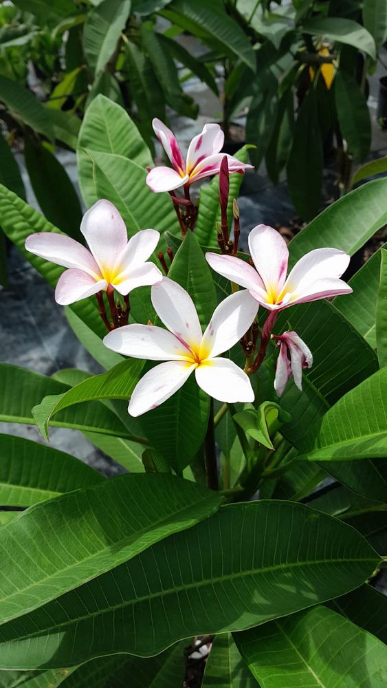 plumeria-spp-frangipani