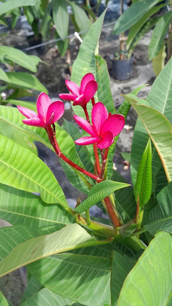 plumeria-spp-frangipani