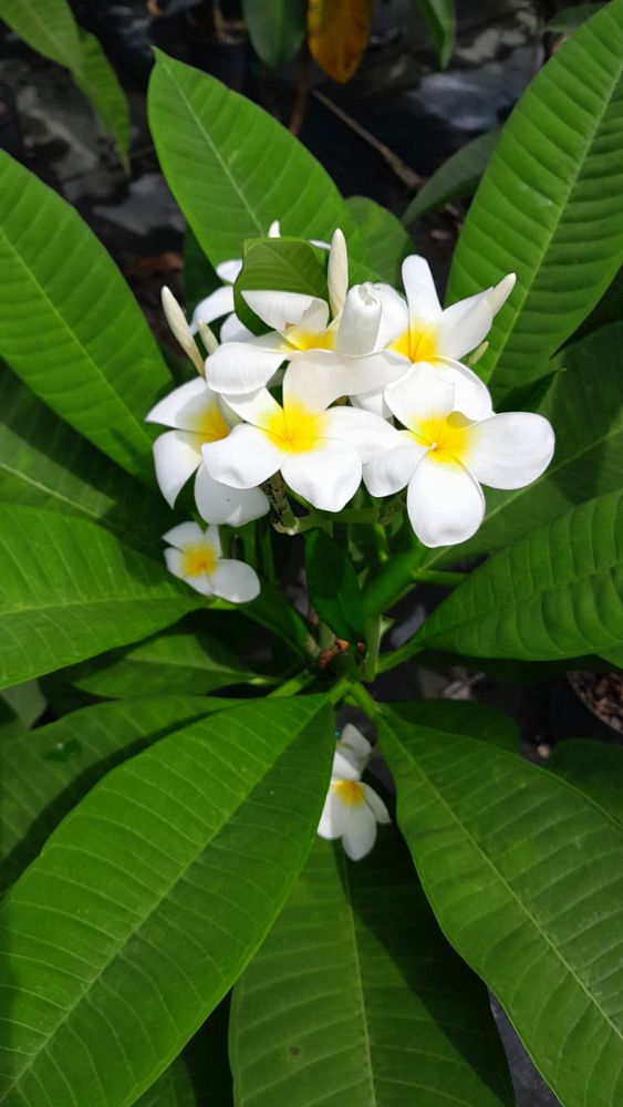 plumeria-spp-frangipani