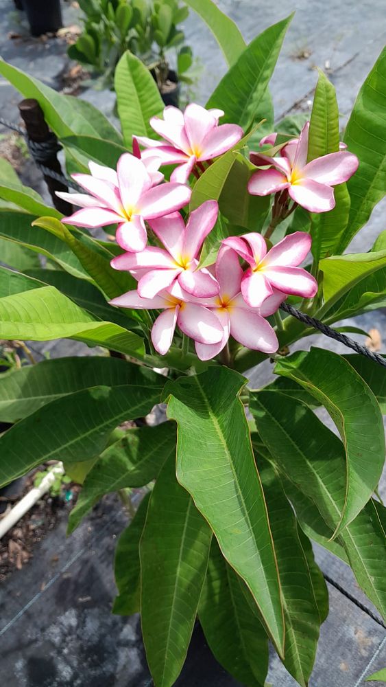 plumeria-spp-frangipani