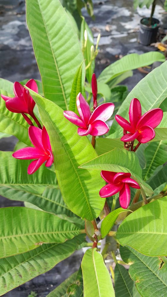 plumeria-spp-frangipani