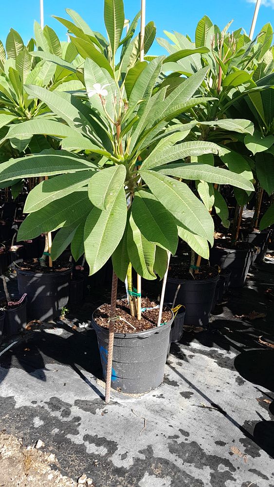 plumeria-spp-frangipani