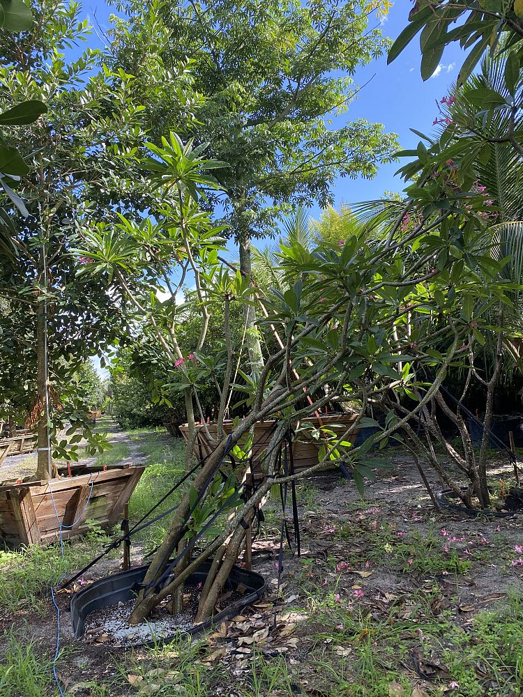 plumeria-spp-frangipani