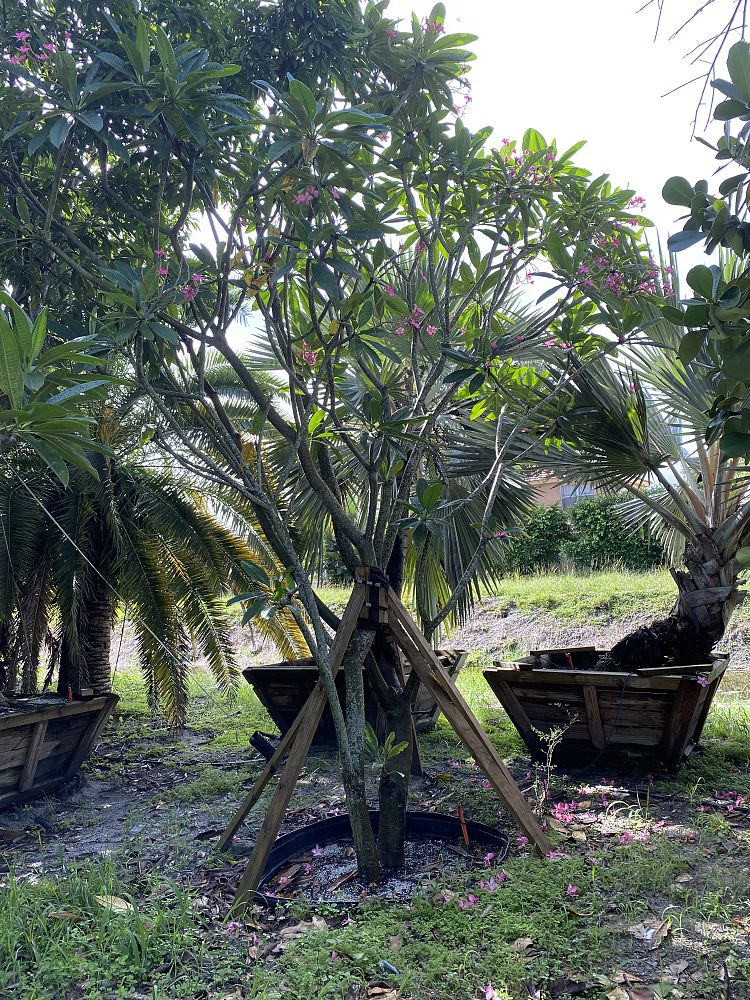 plumeria-spp-frangipani