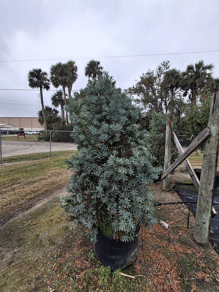 podocarpus-blue-frost-plum-pine