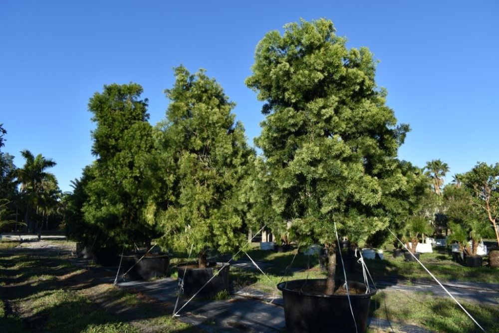 podocarpus-gracilior-plum-pine-weeping