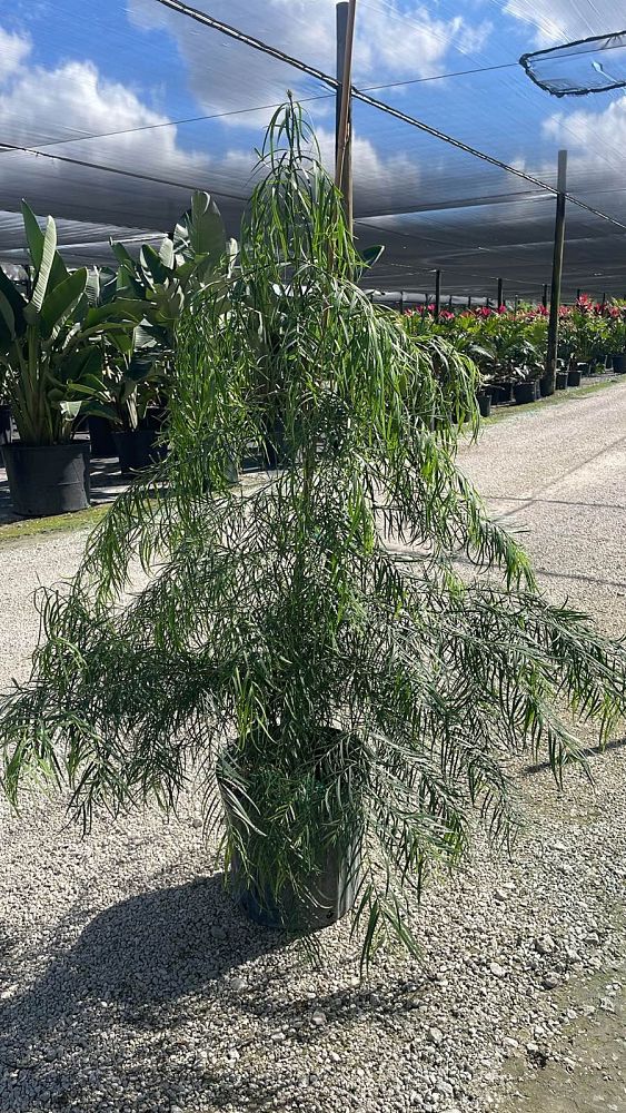 podocarpus-gracilior-plum-pine-weeping