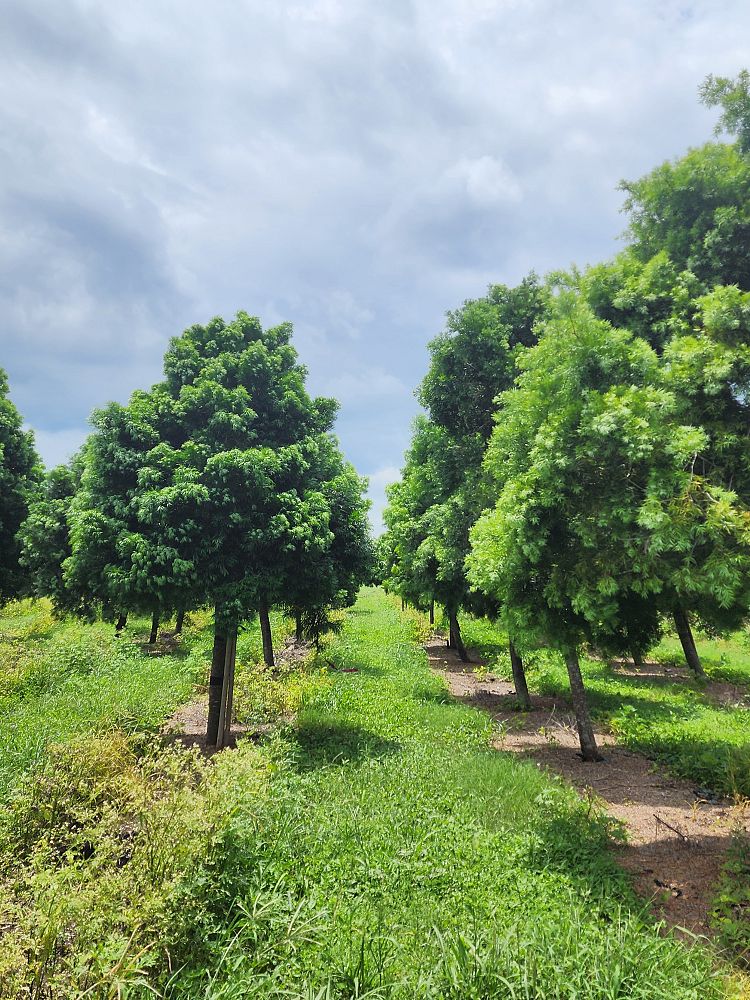 podocarpus-gracilior-plum-pine-weeping