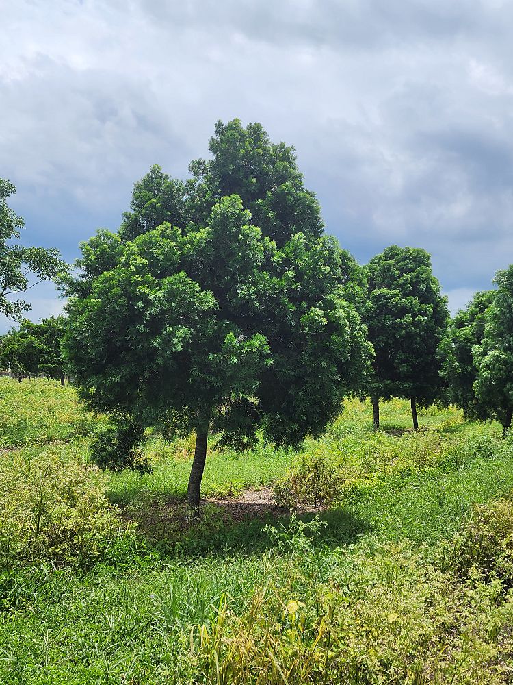 podocarpus-gracilior-plum-pine-weeping