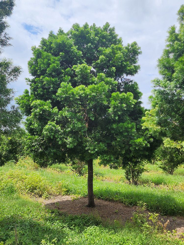 podocarpus-gracilior-plum-pine-weeping