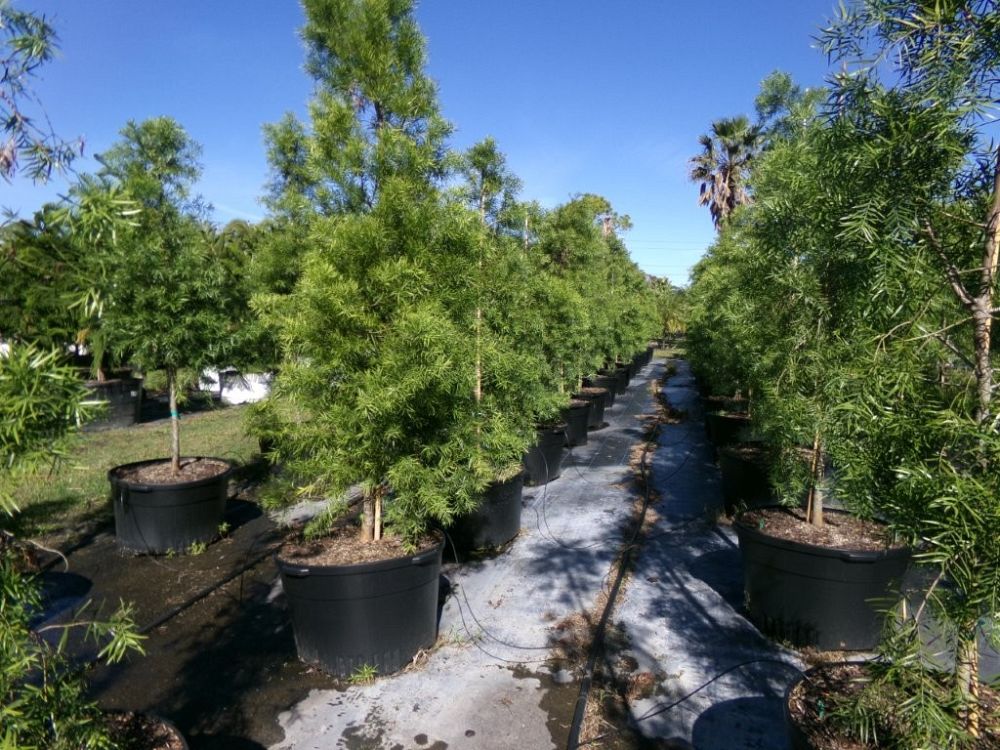 podocarpus-gracilior-plum-pine-weeping