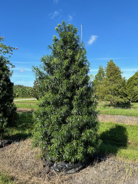 podocarpus-henkelii-plum-pine