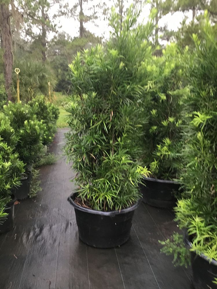 podocarpus-macrophyllus-japanese-yew