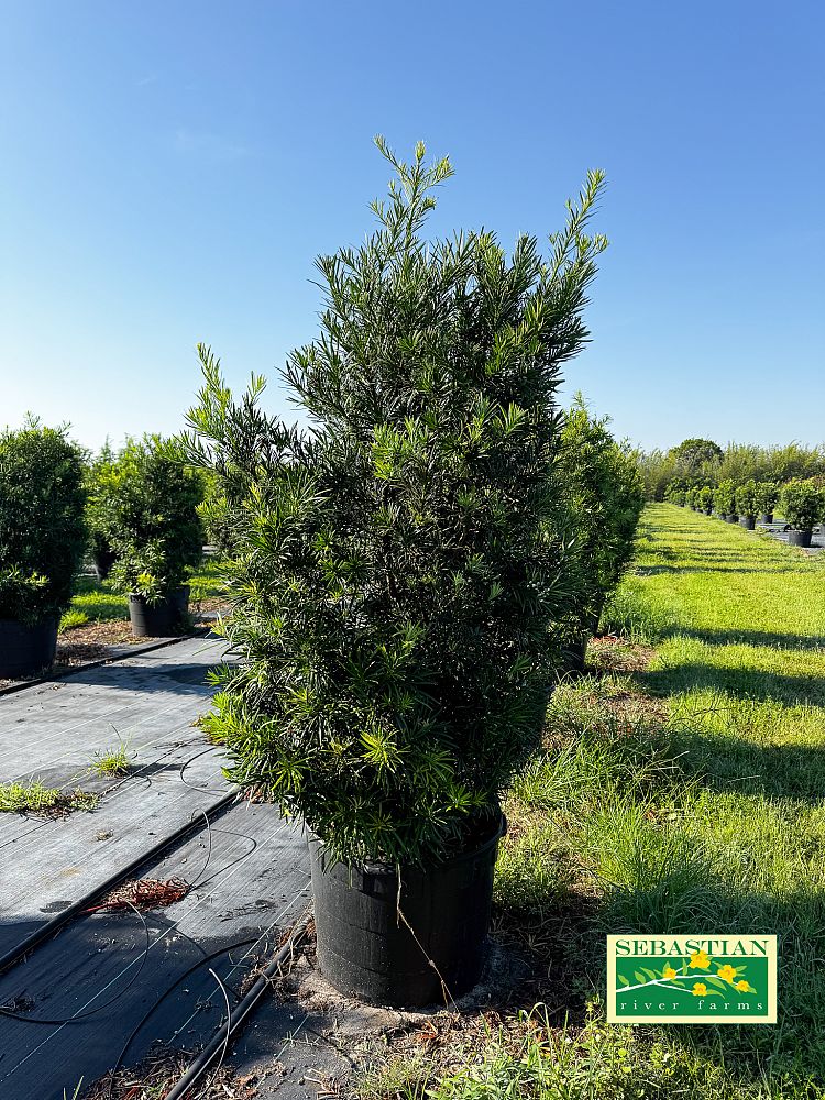 podocarpus-macrophyllus-japanese-yew