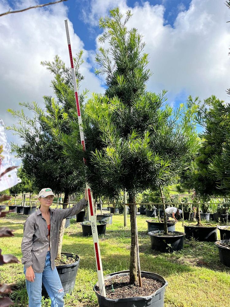 podocarpus-macrophyllus-japanese-yew