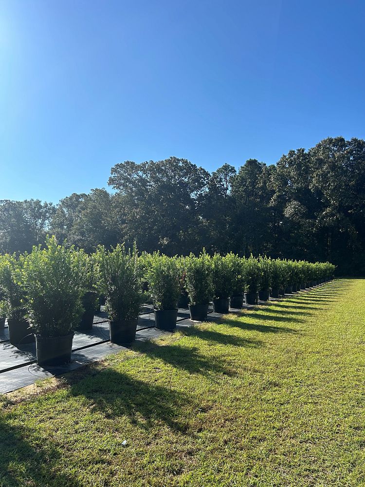 podocarpus-macrophyllus-japanese-yew