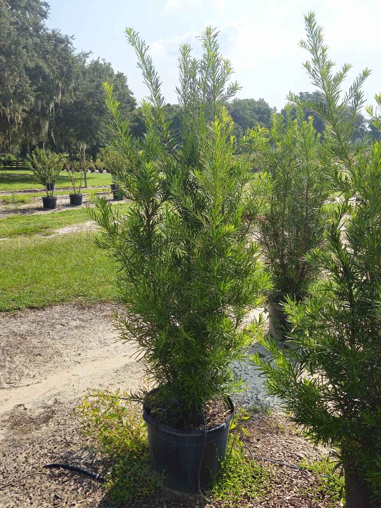 podocarpus-macrophyllus-japanese-yew