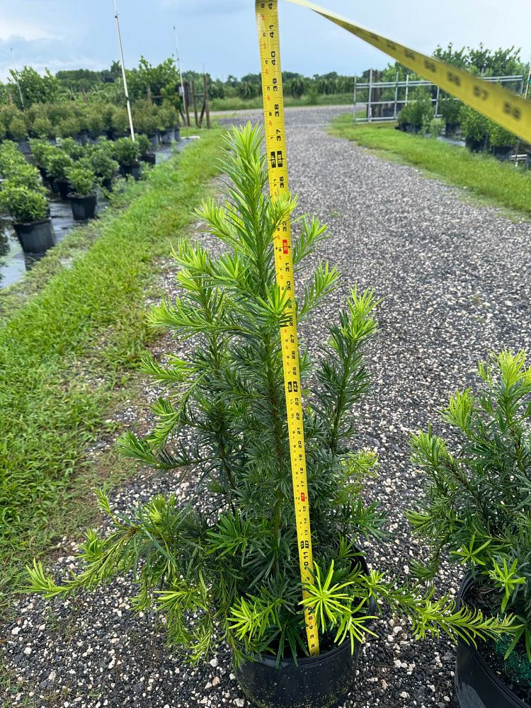 podocarpus-macrophyllus-japanese-yew