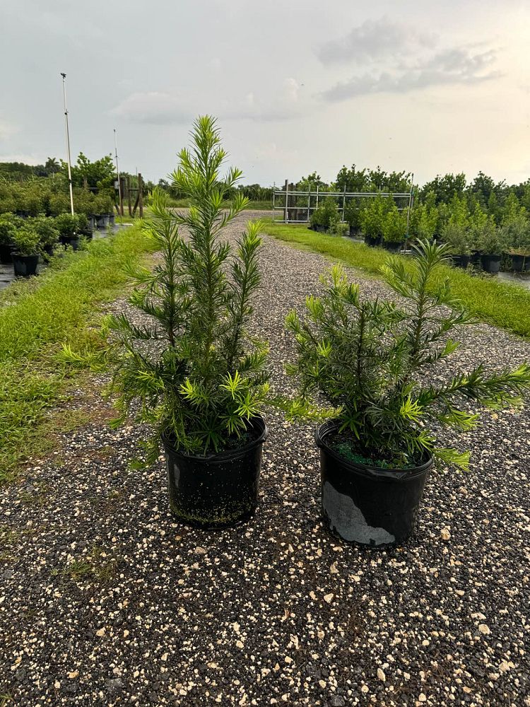 podocarpus-macrophyllus-japanese-yew