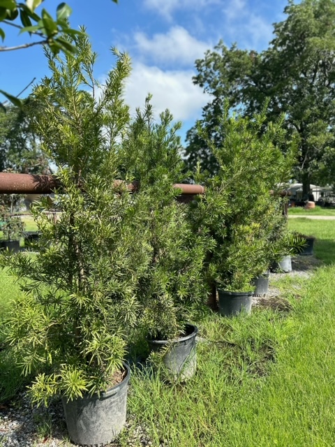 podocarpus-macrophyllus-japanese-yew