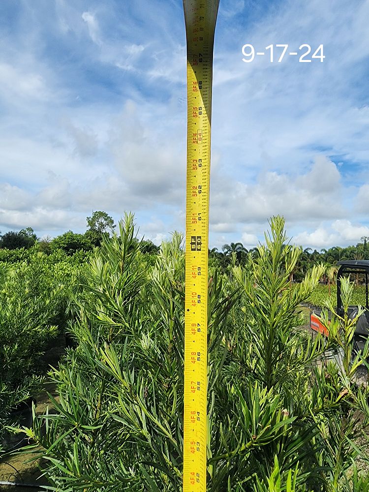 podocarpus-macrophyllus-japanese-yew