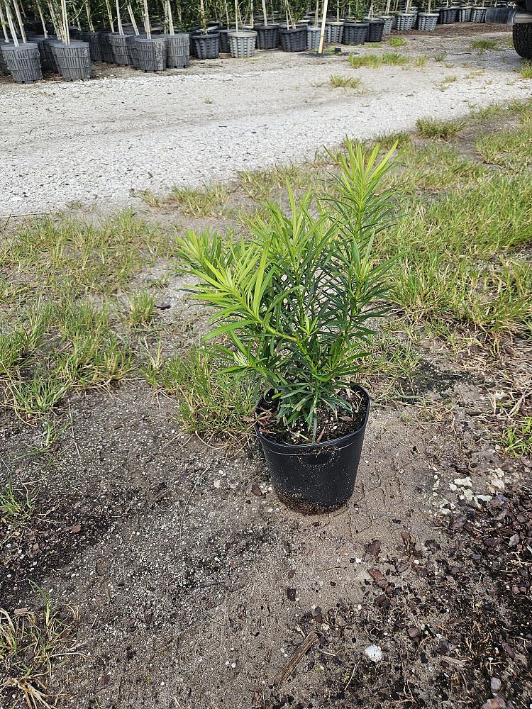 podocarpus-macrophyllus-japanese-yew