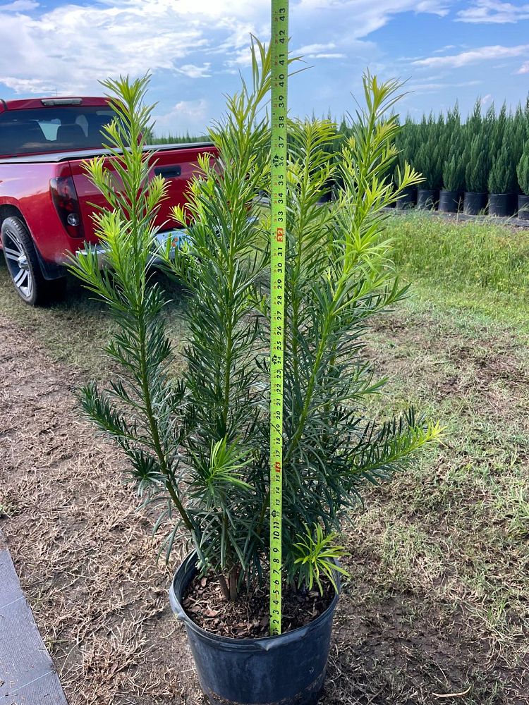 podocarpus-macrophyllus-japanese-yew